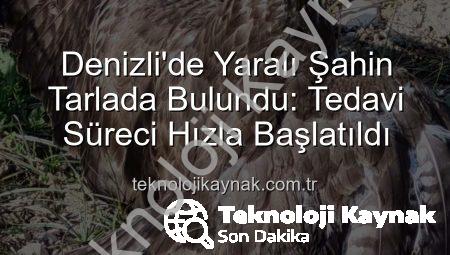 Denizli’de Yaralı Şahin Tarlada Bulundu: Tedavi Süreci Hızla Başlatıldı