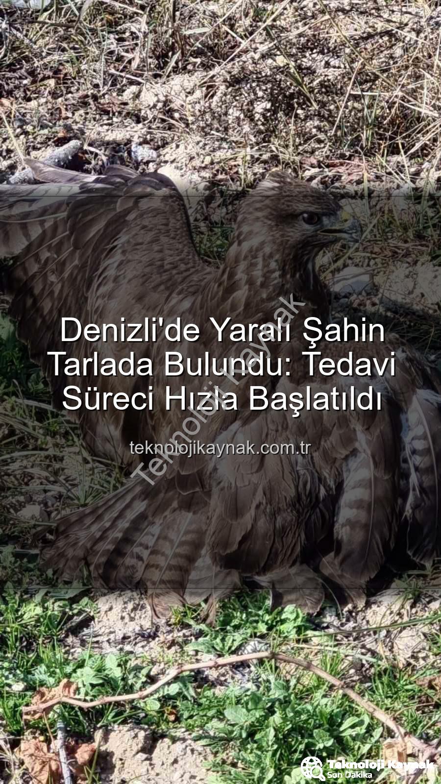 Denizli'de yaralı şahin - Denizli'de Yaralı Şahin Tarlada Bulundu: Tedavi Süreci Hızla Başlatıldı