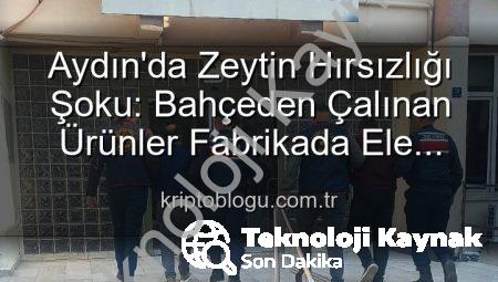 Aydın’da Bahçeden Zeytin Hırsızlığı: 400 Kg Ürün Fabrikada Bulundu, 2 Şüpheli Yakalandı