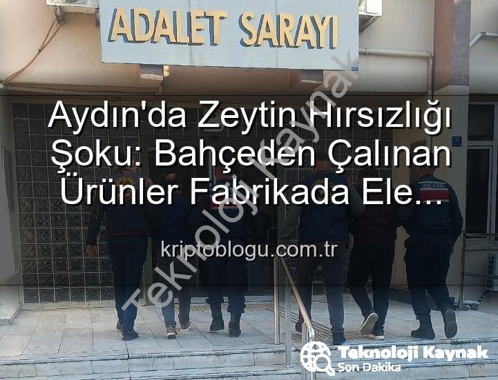 zeytin hırsızlığı - Aydın'da Bahçeden Zeytin Hırsızlığı: 400 Kg Ürün Fabrikada Bulundu, 2 Şüpheli Yakalandı