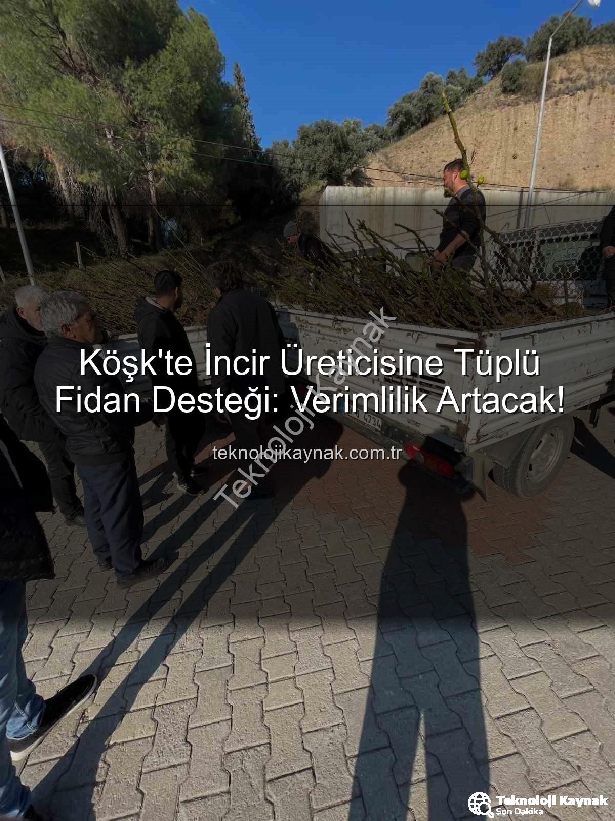 tüplü incir fidanı - Köşk'te İncir Üreticisine Tüplü Fidan Desteği: Verimlilik Artacak!