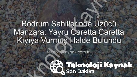 Bodrum Sahillerinde Üzücü Manzara: Yavru Caretta Caretta Kıyıya Vurmuş Halde Bulundu