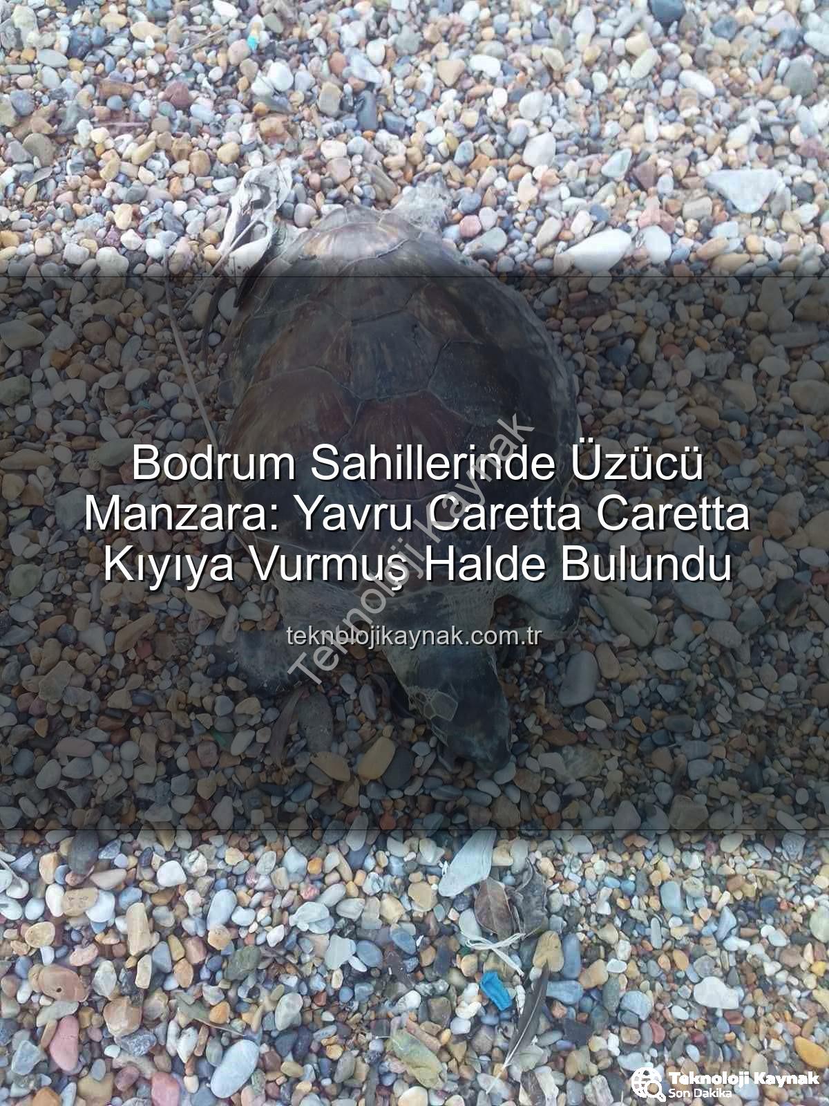 yavru caretta caretta - Bodrum Sahillerinde Üzücü Manzara: Yavru Caretta Caretta Kıyıya Vurmuş Halde Bulundu