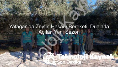 Yatağan’da Zeytin Hasadı Bereketi: Dualarla Açılan Yeni Sezon