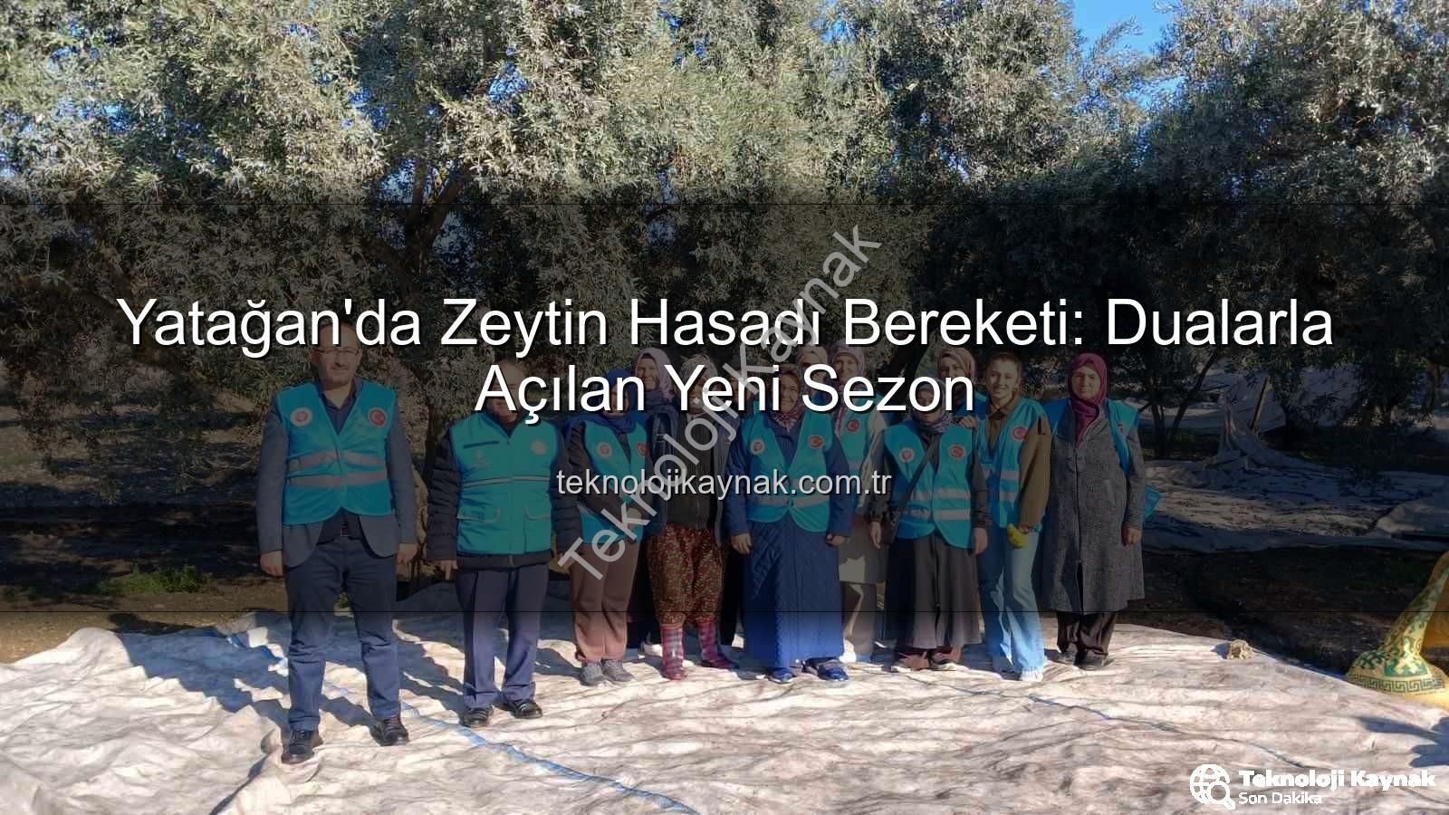Yatağan zeytin hasadı - Yatağan'da Zeytin Hasadı Bereketi: Dualarla Açılan Yeni Sezon