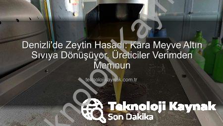 Denizli’de Zeytin Hasadı: Kara Meyve Altın Sıvıya Dönüşüyor, Üreticiler Verimden Memnun