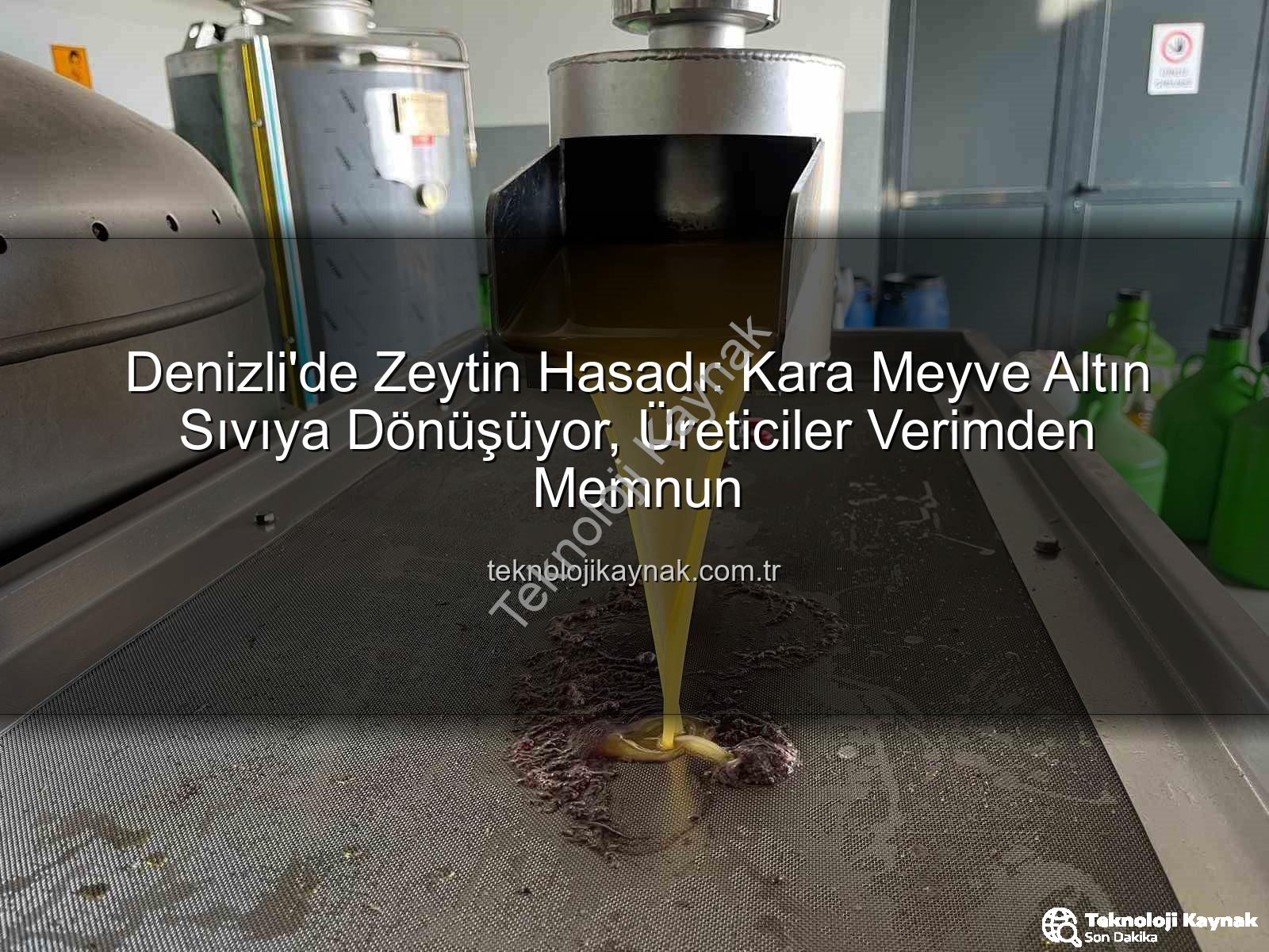 Denizli'de Zeytin Hasadı: Kara Meyve Altın Sıvıya Dönüşüyor, Üreticiler Verimden Memnun