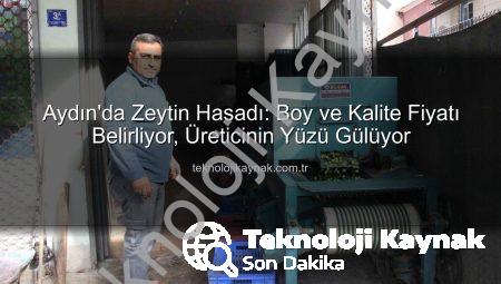 Aydın’da Zeytin Hasadı: Boy ve Kalite Fiyatı Belirliyor, Üreticinin Yüzü Gülüyor