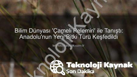 Bilim Dünyası ‘Çameli Pelemiri’ ile Tanıştı: Anadolu’nun Yeni Bitki Türü Keşfedildi