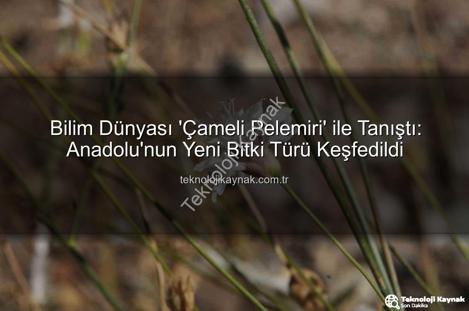 Çameli pelemiri - Bilim Dünyası 'Çameli Pelemiri' ile Tanıştı: Anadolu'nun Yeni Bitki Türü Keşfedildi