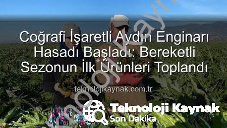 Coğrafi İşaretli Aydın Enginarı Hasadı Başladı: Bereketli Sezonun İlk Ürünleri Toplandı