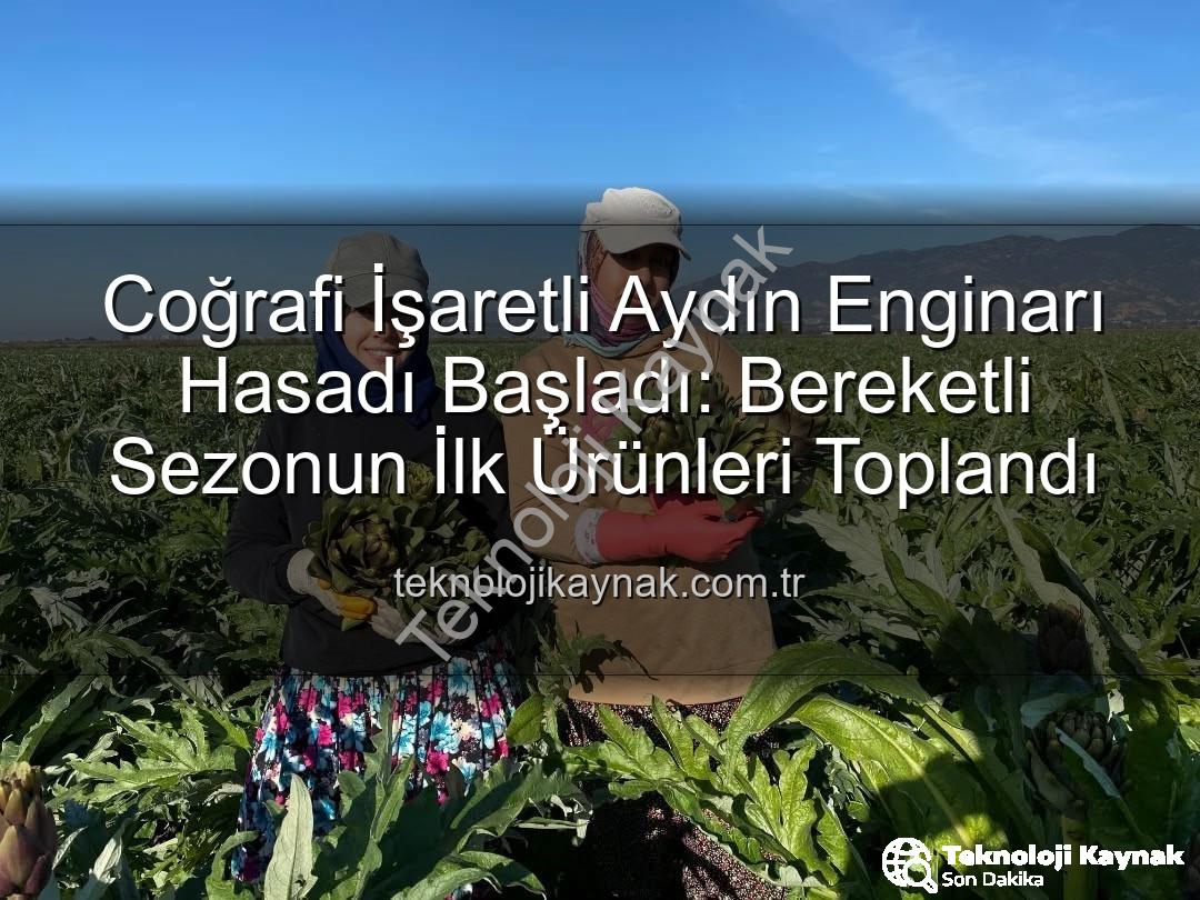 Aydın Enginarı - Coğrafi İşaretli Aydın Enginarı Hasadı Başladı: Bereketli Sezonun İlk Ürünleri Toplandı