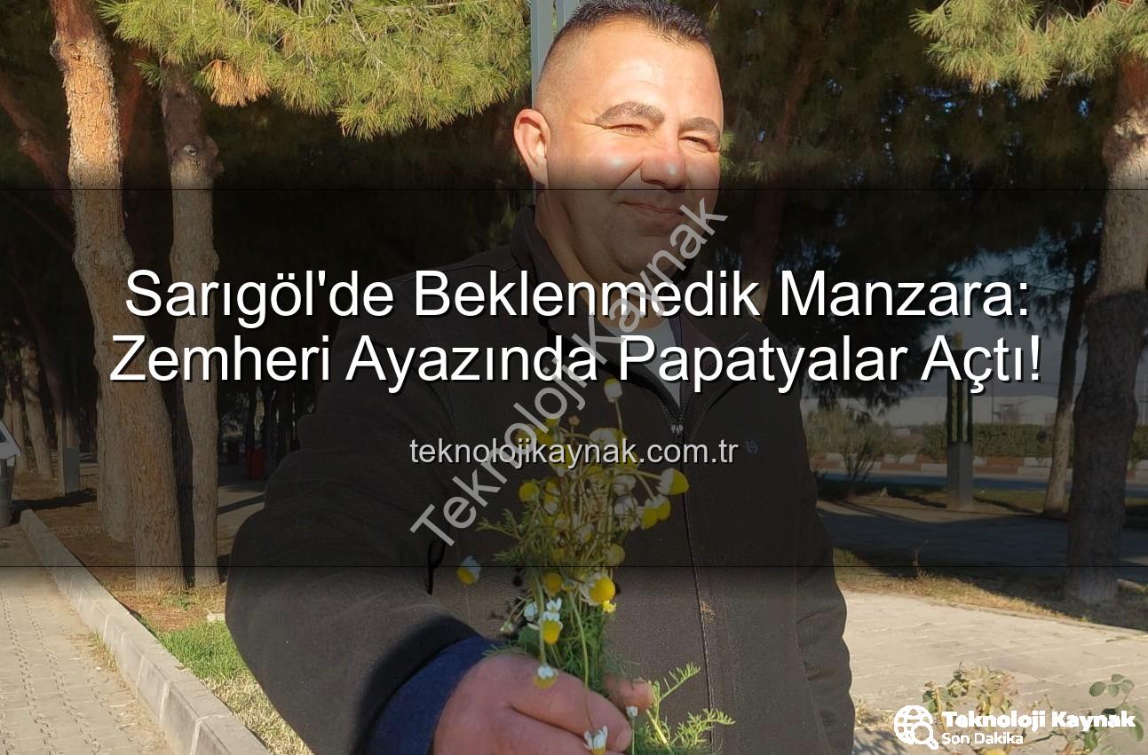 zemheri papatyaları - Sarıgöl'de Beklenmedik Manzara: Zemheri Ayazında Papatyalar Açtı!