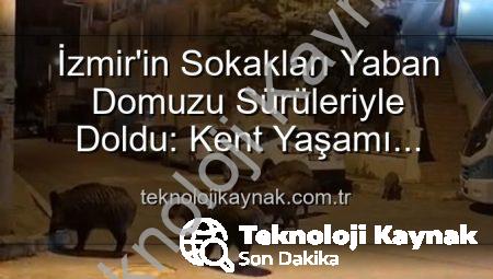 İzmir’in Sokakları Yaban Domuzu Sürüleriyle Doldu: Kent Yaşamı Doğayla İç İçe Geçti