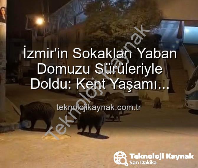 yaban domuzu sürüleri - İzmir'in Sokakları Yaban Domuzu Sürüleriyle Doldu: Kent Yaşamı Doğayla İç İçe Geçti